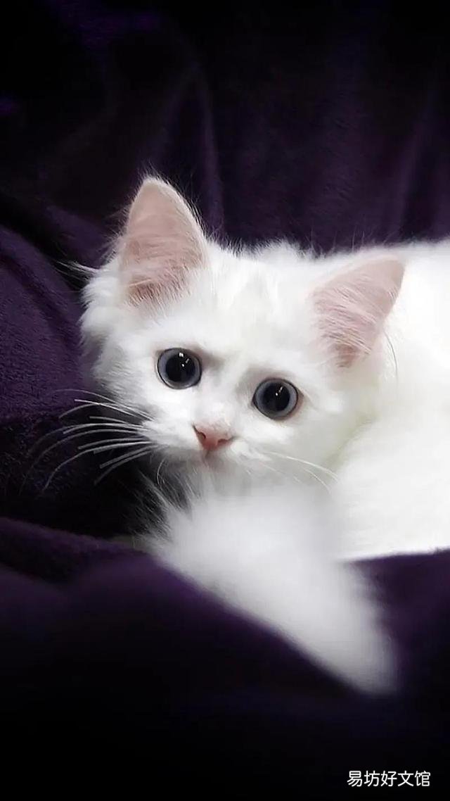 猫藓会自愈吗(猫长猫藓会自愈吗)