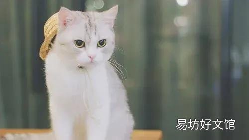 猫藓会自愈吗(猫长猫藓会自愈吗)