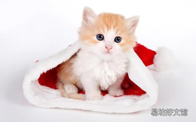 猫藓会自愈吗(猫长猫藓会自愈吗)