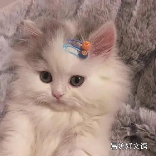 猫藓会自愈吗(猫长猫藓会自愈吗)