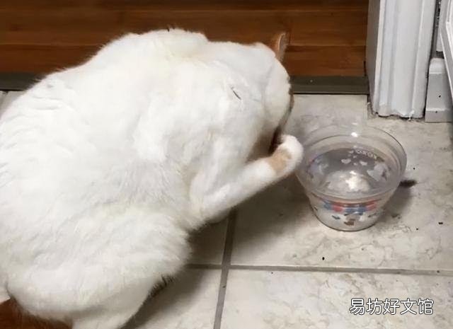汤姆猫是什么品种(猫和老鼠汤姆猫是什么品种)
