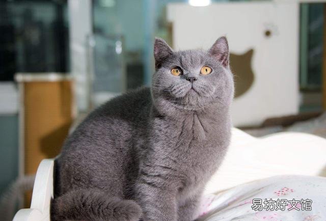 汤姆猫是什么品种(猫和老鼠汤姆猫是什么品种)