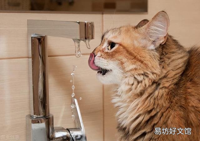 汤姆猫是什么品种(猫和老鼠汤姆猫是什么品种)