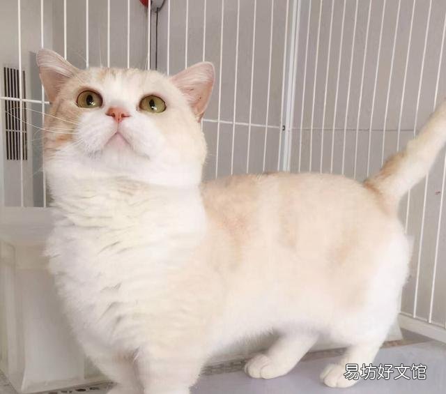 养猫的福报(养猫有什么福报)