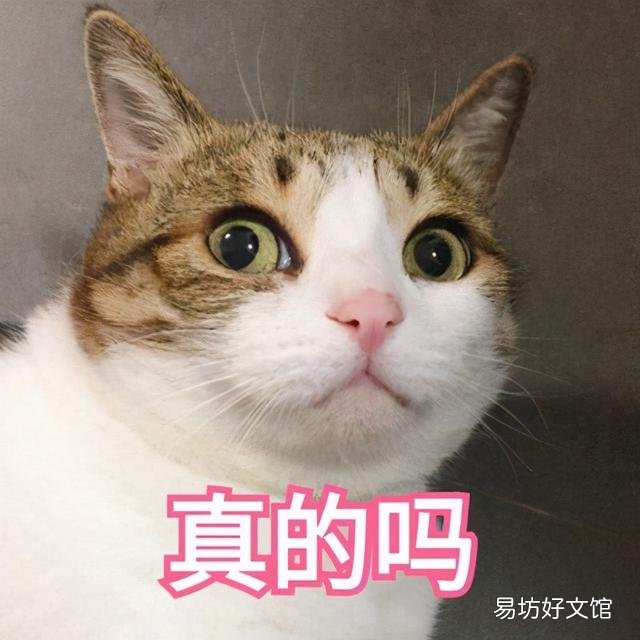 养猫的福报(养猫有什么福报)
