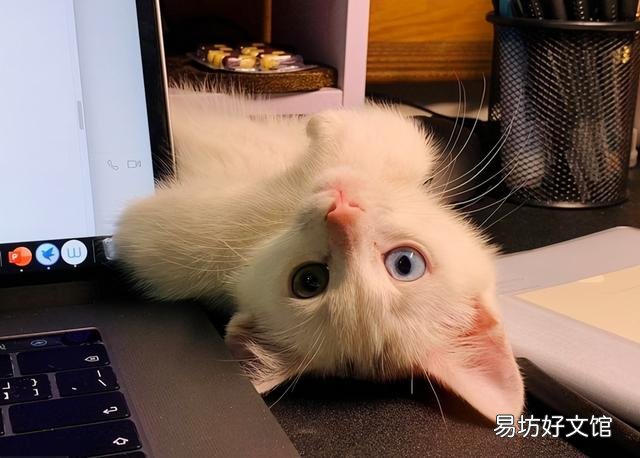 养猫的福报(养猫有什么福报)