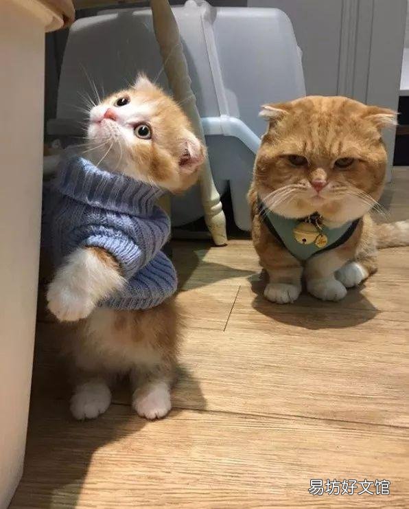 养猫的福报(养猫有什么福报)