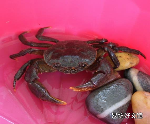 保存螃蟹 螃蟹如何保存