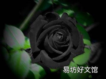 黑色的玫瑰是全世界玫瑰中最稀有的 黑玫瑰花