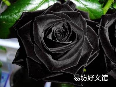黑色的玫瑰是全世界玫瑰中最稀有的 黑玫瑰花