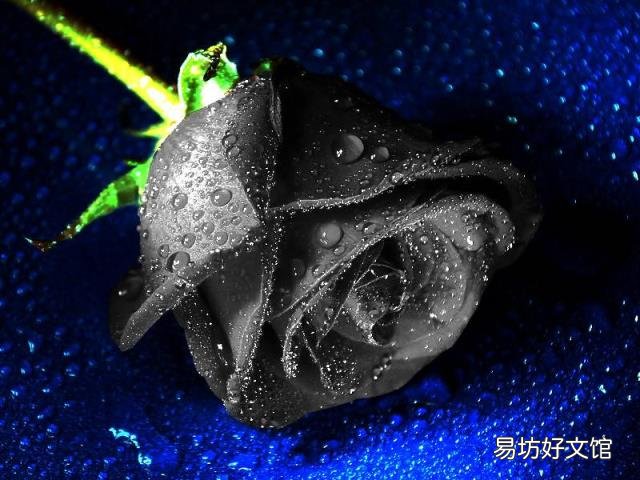 黑色的玫瑰是全世界玫瑰中最稀有的 黑玫瑰花