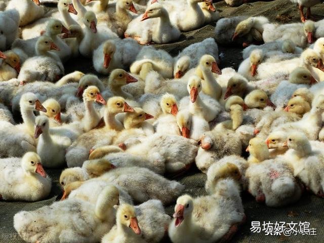 鹅流行性感冒如何防治,如何有效防治鹅感冒疾病?