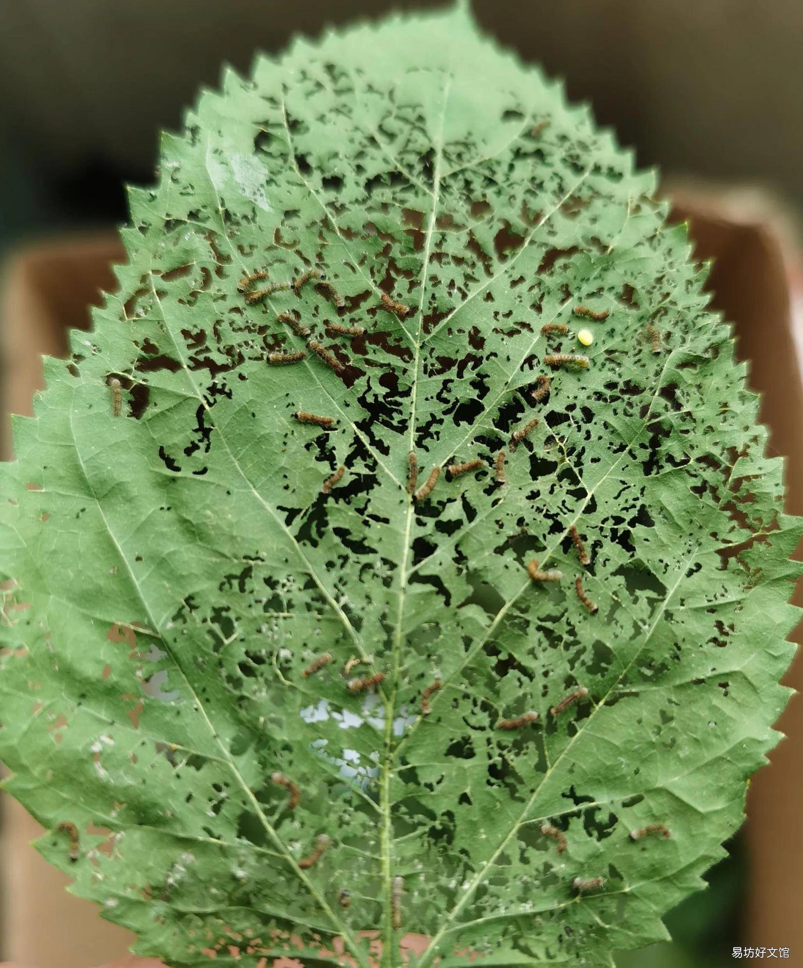 蚕宝宝的一生 蚕宝宝的生长过程图片