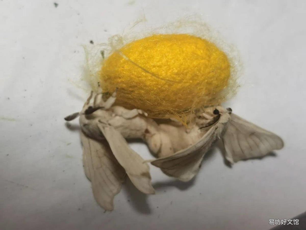 蚕宝宝的一生 蚕宝宝的生长过程图片