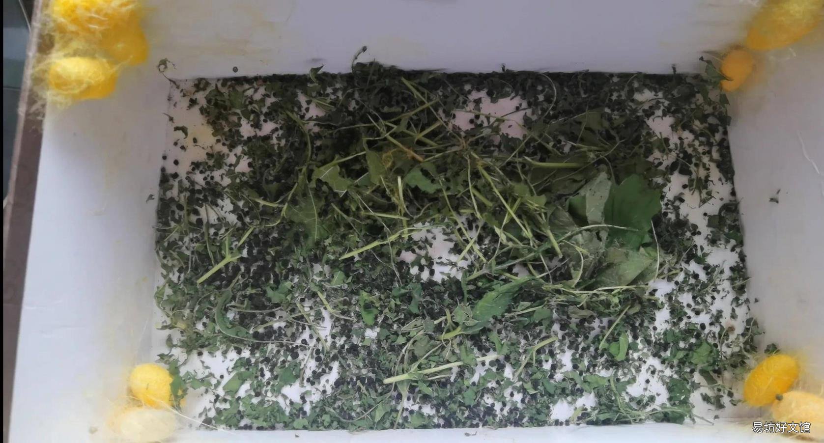 蚕宝宝的一生 蚕宝宝的生长过程图片