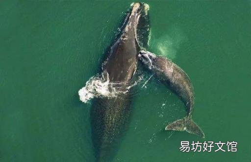 露脊鲸灭绝风险加剧 北极露脊鲸