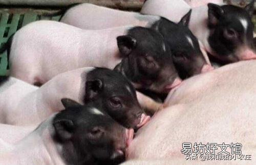 后备母猪可以喂米糠吗？