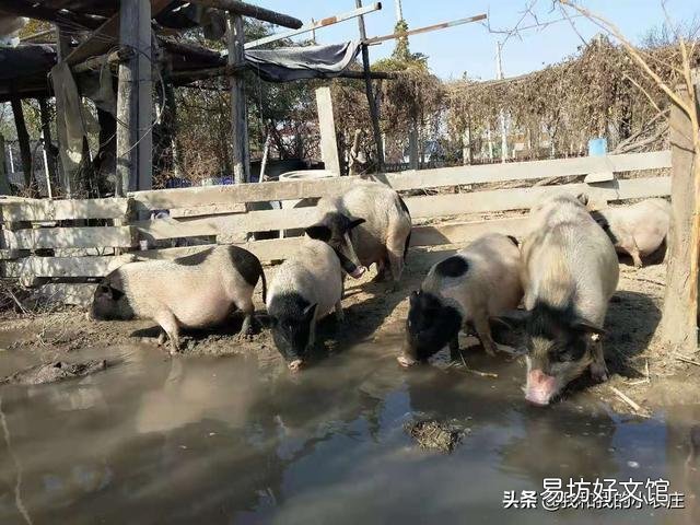 后备母猪可以喂米糠吗？