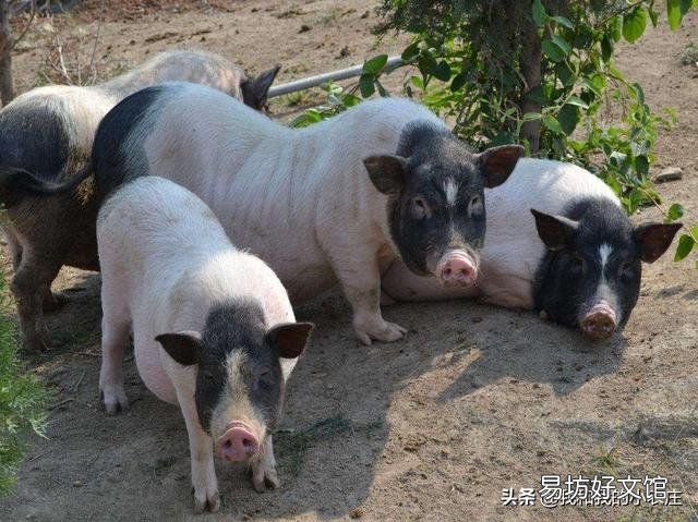 后备母猪可以喂米糠吗？