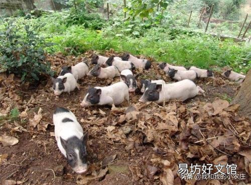 后备母猪可以喂米糠吗？