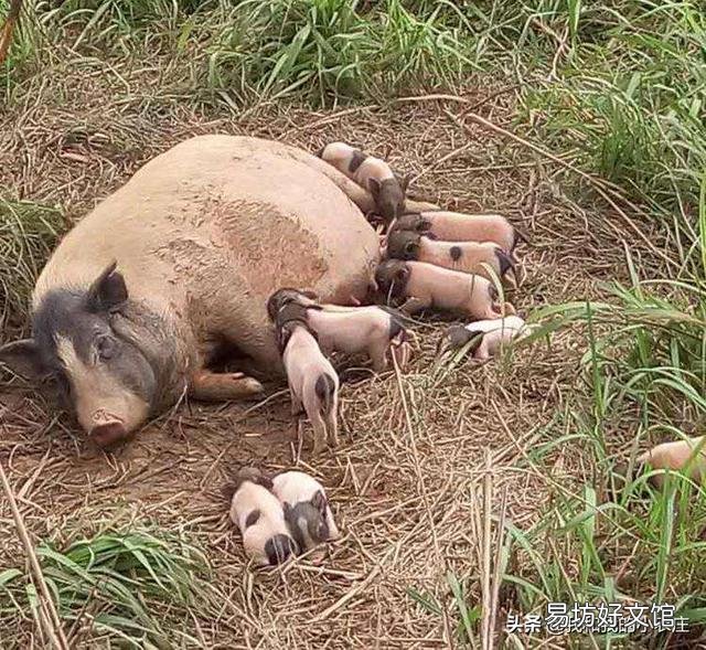 后备母猪可以喂米糠吗？