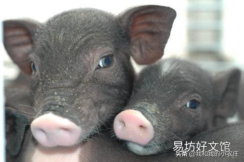 后备母猪可以喂米糠吗？