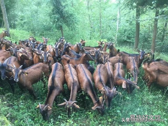 现在养羊山羊利润大还是绵羊,哪里的羊便宜?