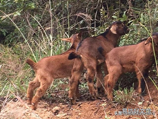 现在养羊山羊利润大还是绵羊,哪里的羊便宜?