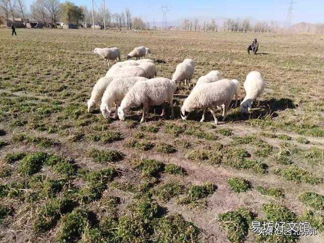 母羊经常流产是什么原因?
