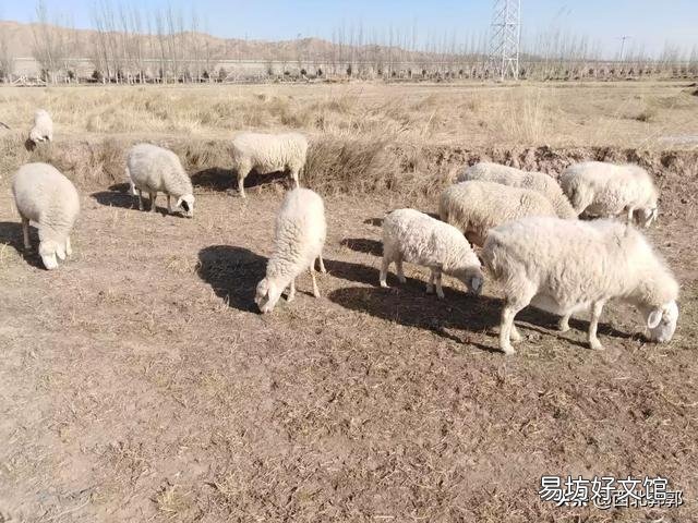 母羊经常流产是什么原因?