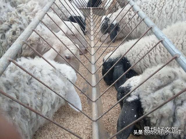 母羊经常流产是什么原因?