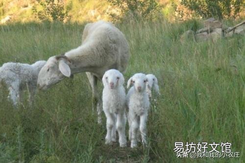 母羊经常流产是什么原因?