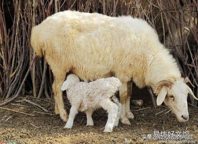 母羊经常流产是什么原因?