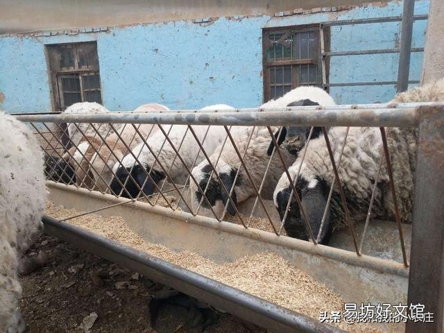 母羊经常流产是什么原因?