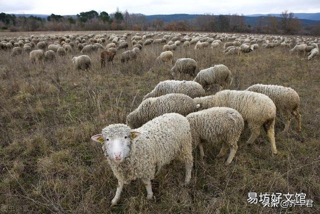 母羊经常流产是什么原因?
