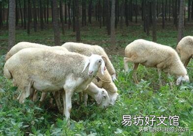 母羊经常流产是什么原因?