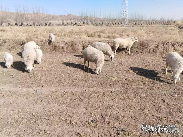 母羊经常流产是什么原因?