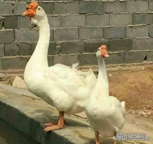 鹅的育肥方法有哪些？