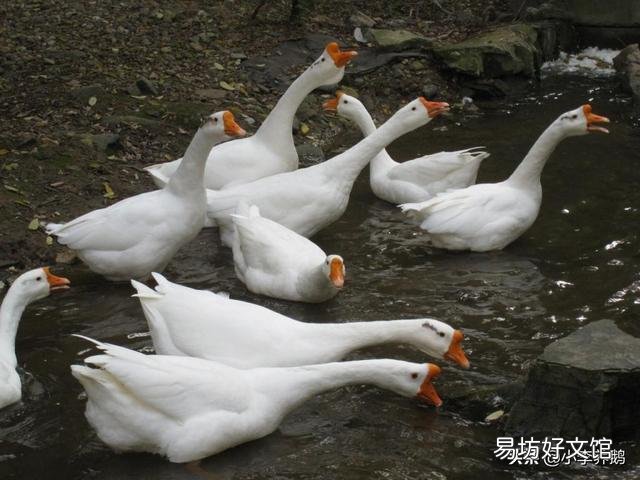 鹅喂鸭料可以吗?要注意什么?