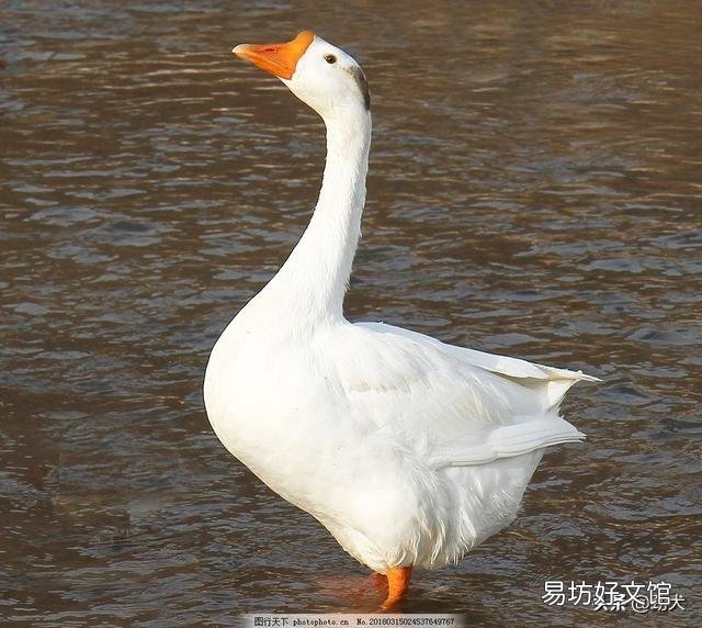 投资十万块养鹅能养多少？怎么样？