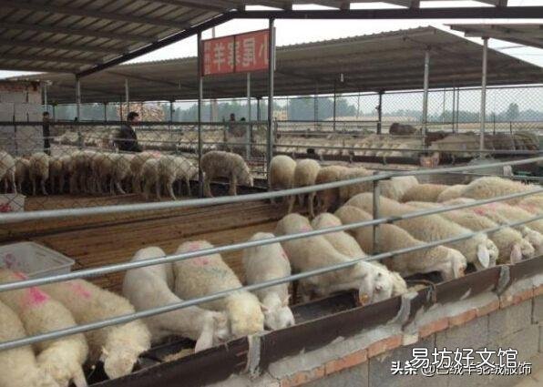 羊是放养好,还是圈养好?哪种利润大?