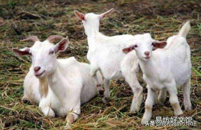 羊是放养好,还是圈养好?哪种利润大?