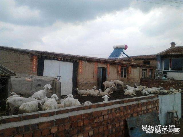 羊是放养好,还是圈养好?哪种利润大?