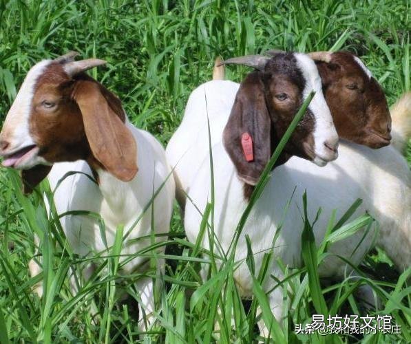 羊是放养好,还是圈养好?哪种利润大?