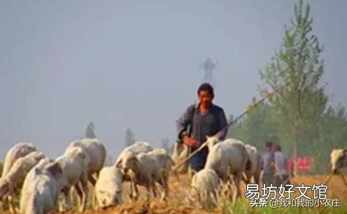 羊是放养好,还是圈养好?哪种利润大?