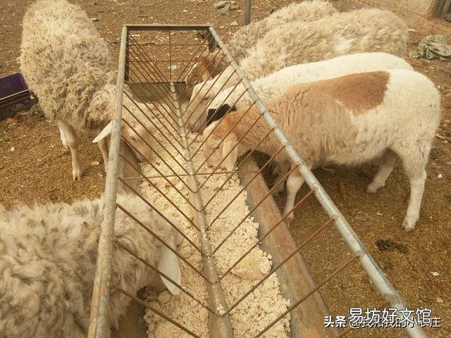羊是放养好,还是圈养好?哪种利润大?