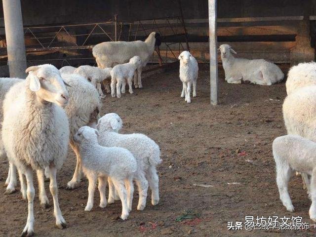 羊是放养好,还是圈养好?哪种利润大?