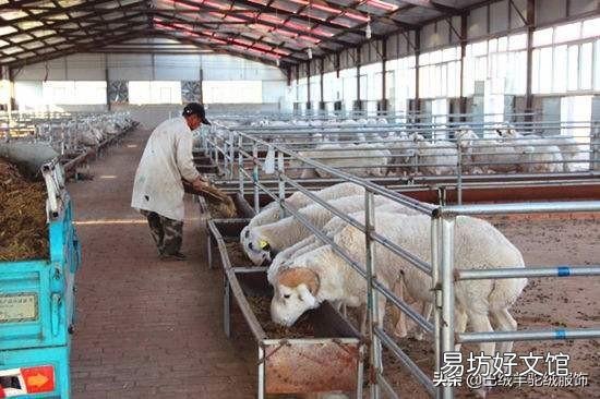 羊是放养好,还是圈养好?哪种利润大?