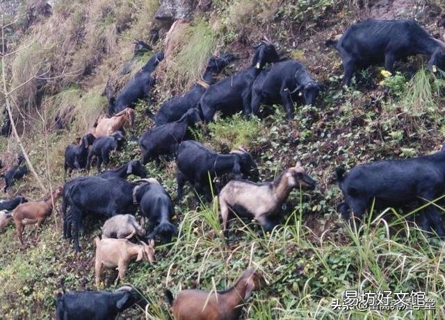 一个月给你2200元的工资，你愿意给别人养羊吗？
