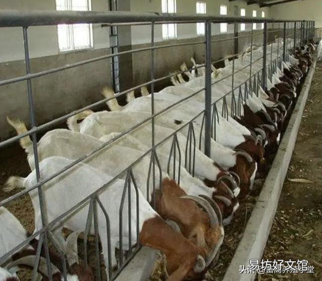 一个月给你2200元的工资，你愿意给别人养羊吗？